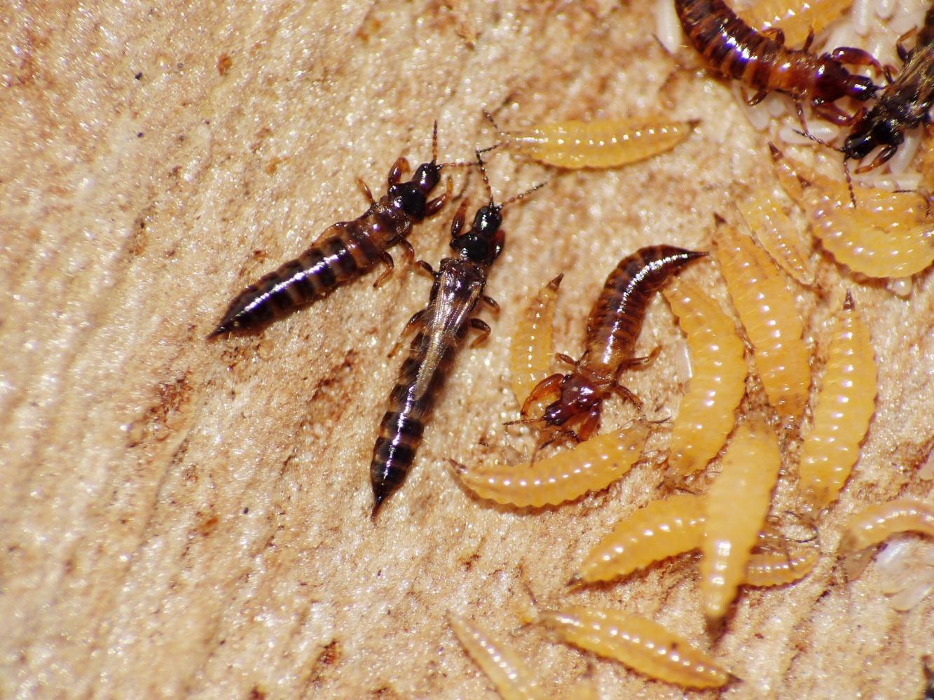 Thysanoptera: ciclo vitale di Hoplothrips sp.